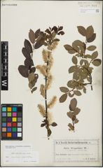 Foto von Salix myrsinifolia Salisb. x Salix phylicifolia L.